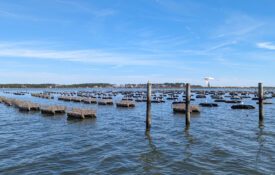 Floating cages of an Alabama oyster farm in the Gulf.