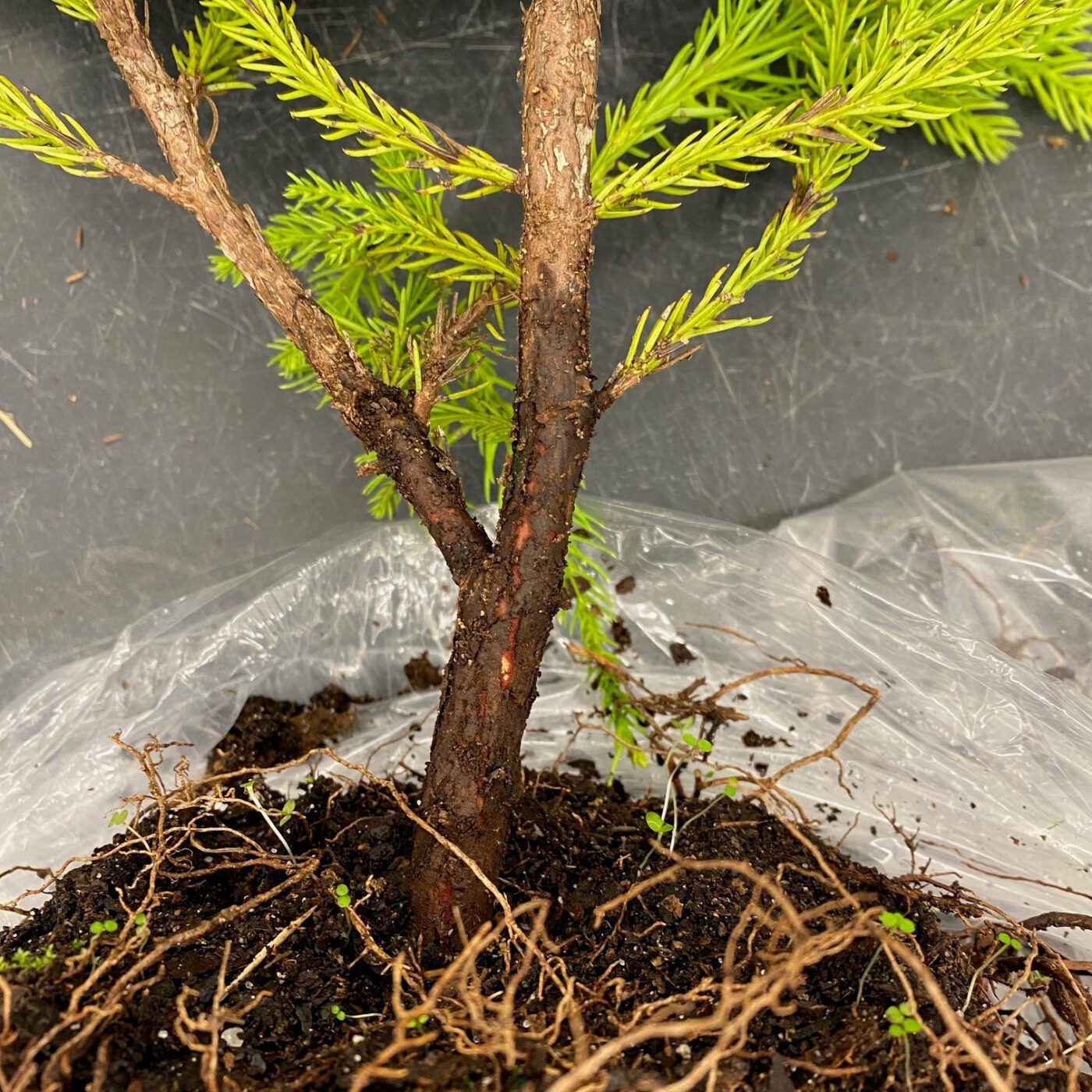 Figure 3. Rhizoctonia crown and root rot of Cryptomeria.