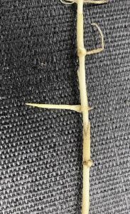 Figure 3. Sharp pointed rhizome of torpedograss. (Photo credit: Chris Marble, UF/IFAS CAIP)