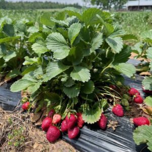 A group of strawberries growing in the field.