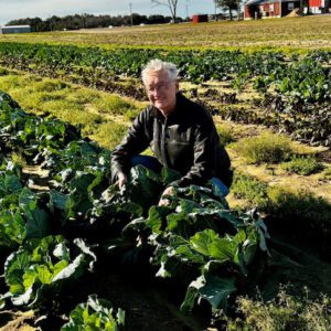 Ed Sikora scouts a field of cabbage for disease infestation.
