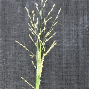 Figure 7. Inflorescent flowers appear throughout the summer and into fall. (Photo credit: Chris Marble, UF IFAS).