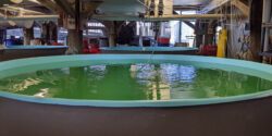 Figure 1. The oyster hatchery at the Auburn University Shellfish Laboratory. Large circular aquaculture tank filled with green water inside a hatchery facility. Overhead pipes and tubing supply water and aeration to multiple tanks arranged in rows within a wooden-framed structure.