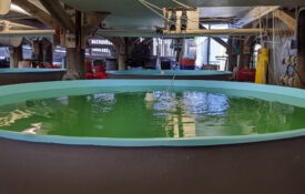 Figure 1. The oyster hatchery at the Auburn University Shellfish Laboratory. Large circular aquaculture tank filled with green water inside a hatchery facility. Overhead pipes and tubing supply water and aeration to multiple tanks arranged in rows within a wooden-framed structure.