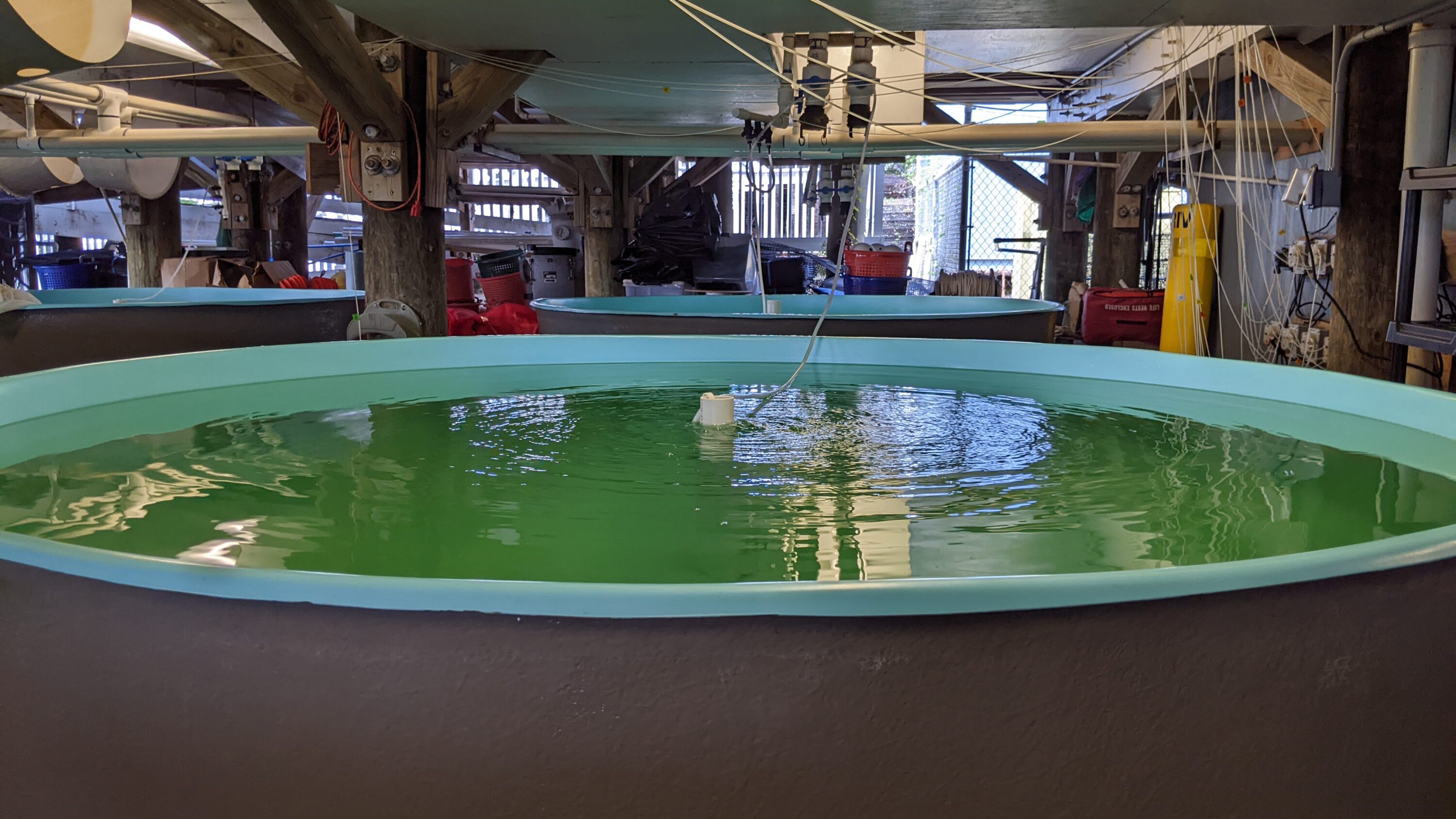 Figure 1. The oyster hatchery at the Auburn University Shellfish Laboratory. Large circular aquaculture tank filled with green water inside a hatchery facility. Overhead pipes and tubing supply water and aeration to multiple tanks arranged in rows within a wooden-framed structure.
