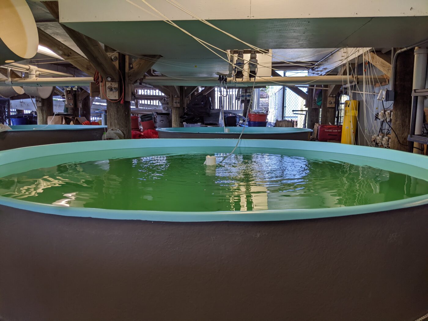 Figure 1. The oyster hatchery at the Auburn University Shellfish Laboratory. Large circular aquaculture tank filled with green water inside a hatchery facility. Overhead pipes and tubing supply water and aeration to multiple tanks arranged in rows within a wooden-framed structure.