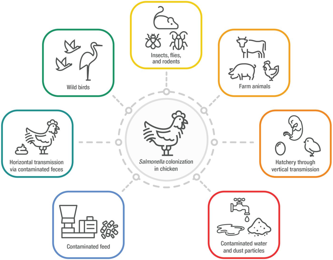 A diagram showing the possible sources that lead to Salmonella colonization in chicken. Sources include wild birds; insects, flies, and rodents; farm animals; hatchery through vertical transmission; contaminated water and dust particles; contaminated feed; and horizontal transmission via contaminated feces.