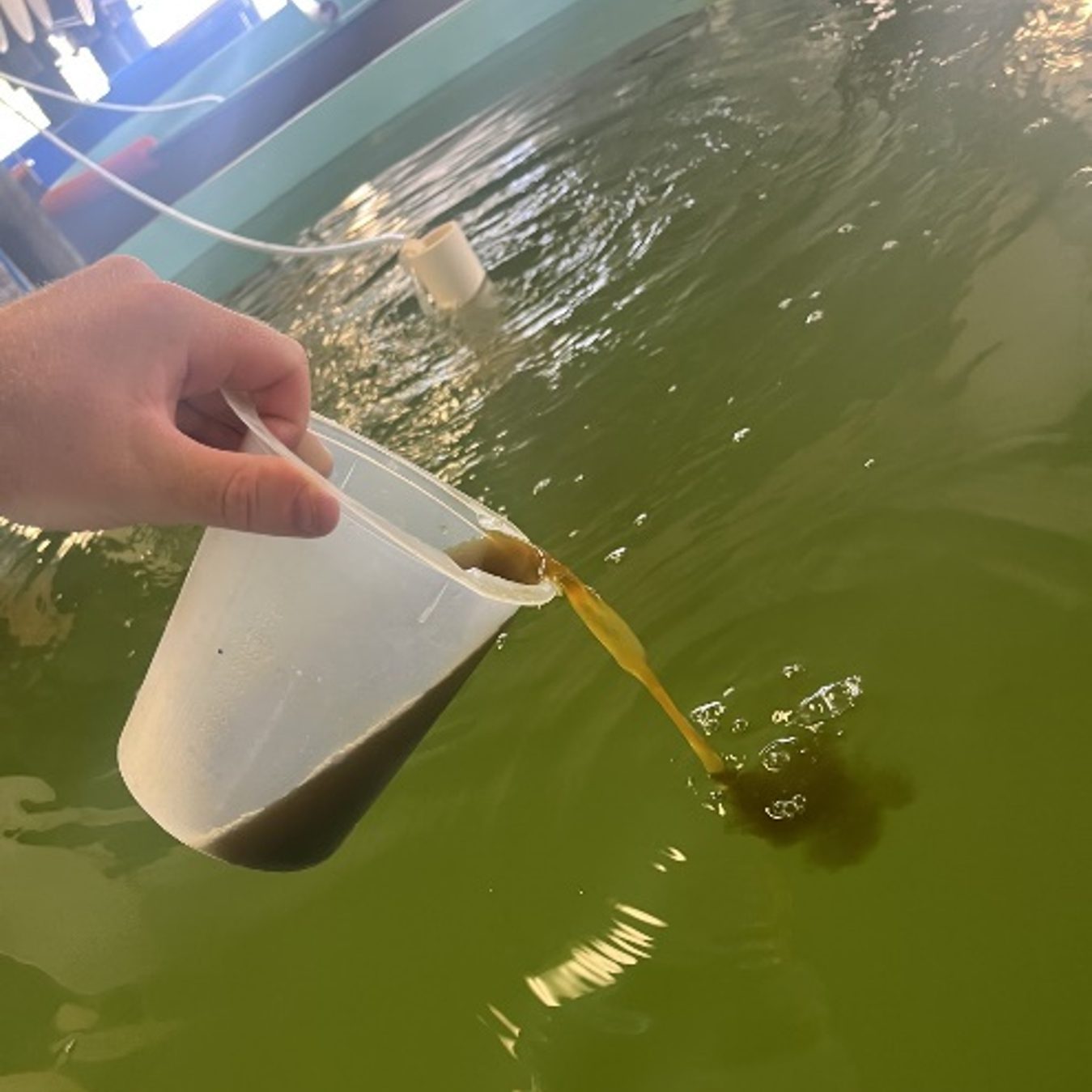 Figure 2. Container with prepared algae concentrate being poured into a larval tank for batch feeding. Hand pouring a brown liquid from a plastic container into a green-water aquaculture tank. A small tube and floating device are visible in the tank, indicating water treatment or feeding activity.