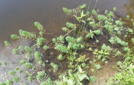 Figure 2. Parrot feather showing stems that are reddish brown in color.