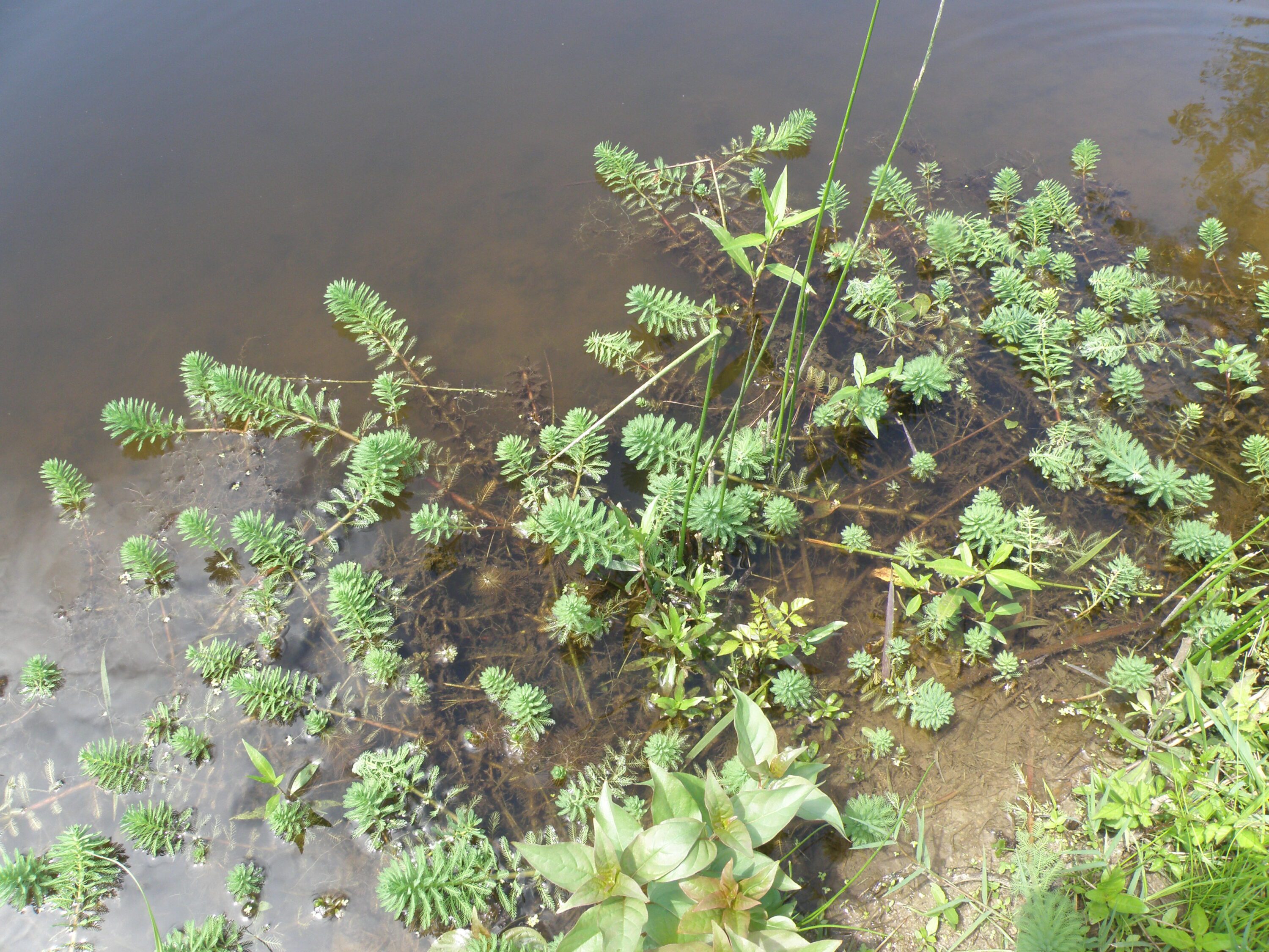 Figure 2. Parrot feather showing stems that are reddish brown in color.