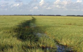 Figure 2. Torpedograss forms monocultures and outcompetes native vegetation. (Photo credit: Jeff Schardt, Florida FWC)