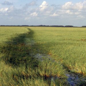 Figure 2. Torpedograss forms monocultures and outcompetes native vegetation. (Photo credit: Jeff Schardt, Florida FWC)
