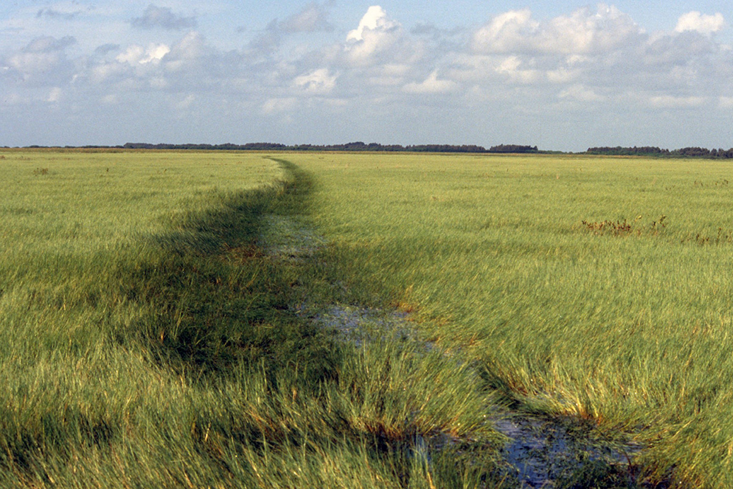 Figure 2. Torpedograss forms monocultures and outcompetes native vegetation. (Photo credit: Jeff Schardt, Florida FWC)