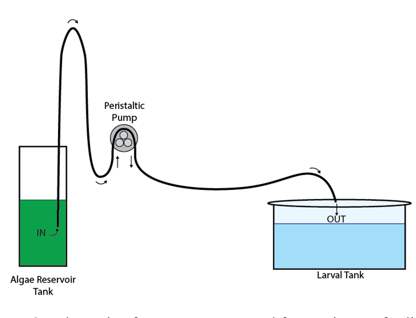Figure 3. Schematic of pump system used in continuous feeding of algae concentrate. Diagram showing an algae reservoir tank connected by tubing to a peristaltic pump, which moves liquid into a larval tank labeled “OUT,” illustrating the flow of algae from one container to another.