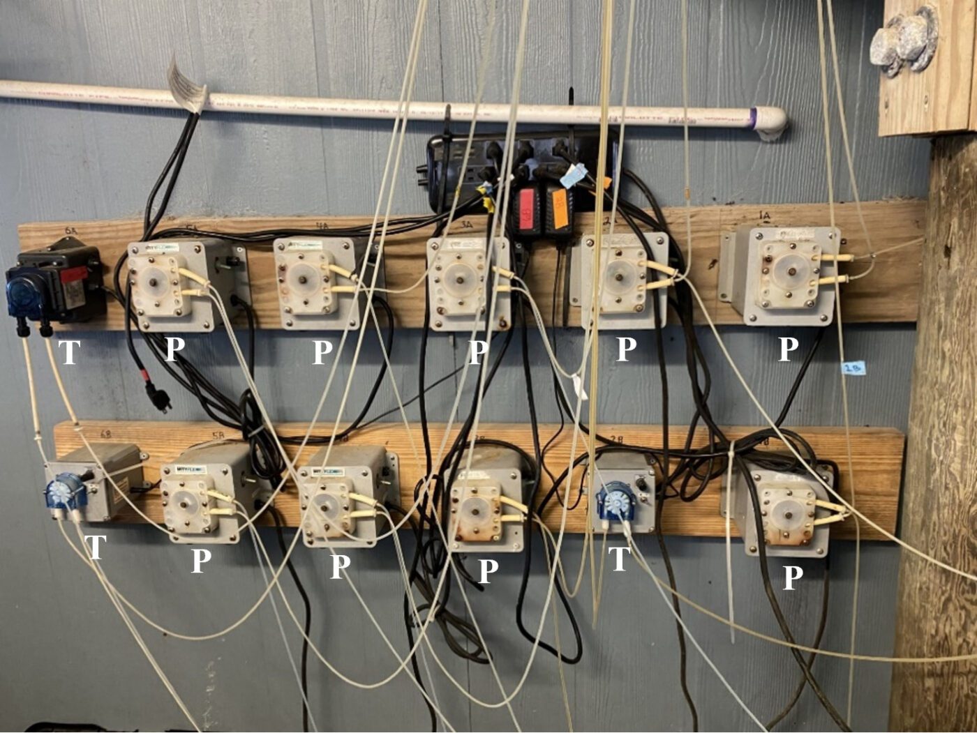Figure 4. Peristaltic pump system used in continuous feeding at Auburn University Shellfish Laboratory. Pumps (P) are connected to timers (T) that feed larvae throughout the day. Wall-mounted system of multiple peristaltic pumps connected by tubing and electrical wiring. The pumps are arranged in two horizontal rows and used to deliver liquids to aquaculture tanks.