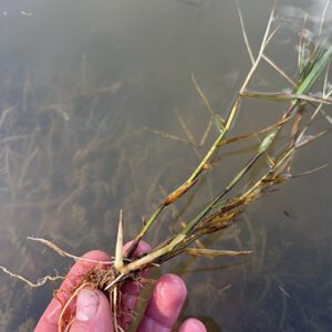 Figure 4a. The sharp, torpedo-like points have a penetrating capability.