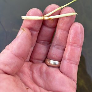 Closeup of the sharp, torpedo-like points have a penetrating capability.