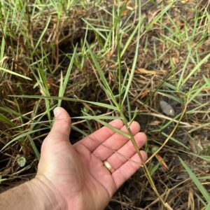 A hand holding torpedograss leaves in water.