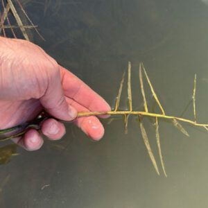 A hand holding torpedograss leaves in water.