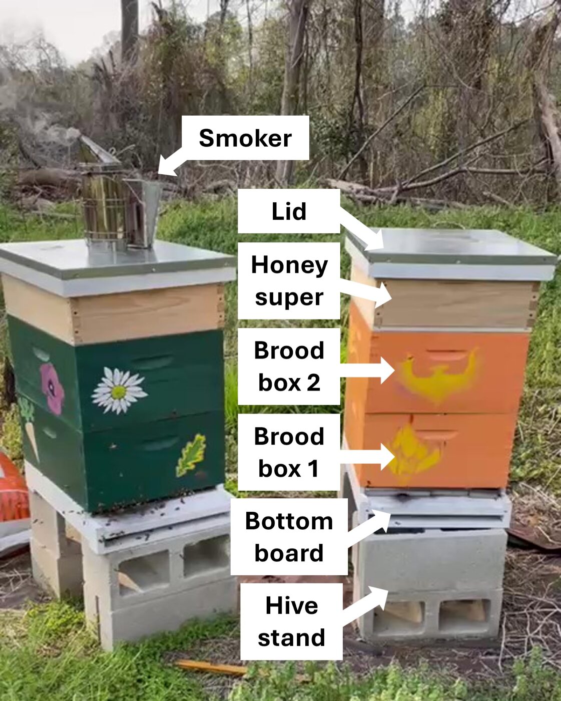 Figure 1. Two newly established colonies housed in two brood boxes with honey supers.