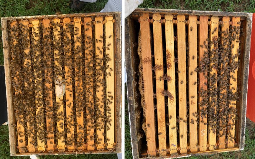 Figure 2. Colonies of different sizes. It is common to see large bee populations (left) in spring and summer. Small bee populations (right) during that time may indicate a problem.
