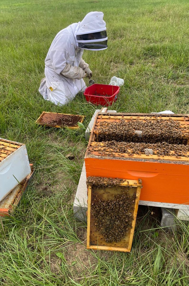 Figure 3. Beekeeping activities vary by season. After the main nectar flow, colonies should be inspected monthly to ensure that they are healthy.