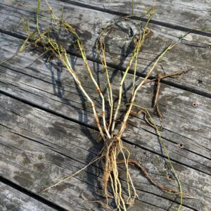 Figure 5. Underground rhizomes create a clumped root structure.