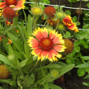 Figure 105. Blanket flower, Gaillardia pulchella (Photo credit: Kathleen Moore CC BY 4.0)