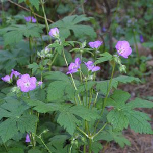 Figure 29. Wild geranium, Geranium maculatum (Photo credit: Steven J. Baskauf http://bioimages.vanderbilt.edu/ CC BY 4.0)