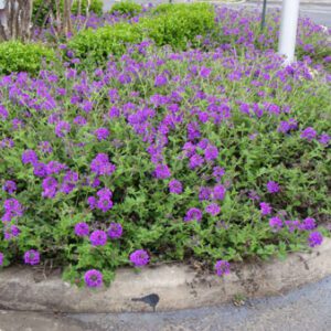 Figure 30. Rose vervain, Glandularia canadensis (Photo credit: Jim Robbins CC BY-NC-ND 4.0)