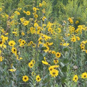 Figure 32. Ashy sunflower, Helianthus mollis (© chapma72, some rights reserved (CC-BY-NC))
