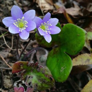 Figure 90. Round-lobed hepatica, Hepatica americana (Photo credit: Fritz Flohr Reynolds CC-BY-SA 2.0)