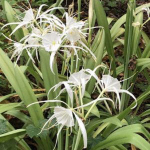 Figure 34. Woodland spider lily, Hymenocallis occidentalis (Photo credit: © Chris Acree, some rights reserved (CC-BY-SA))
