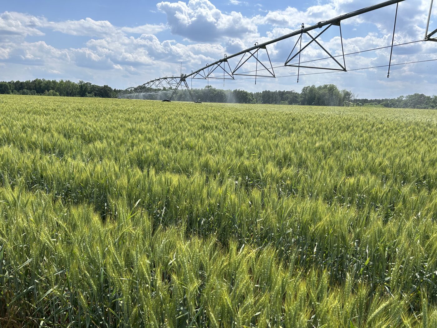 A wheat field with a center pivot irrigation running through it.