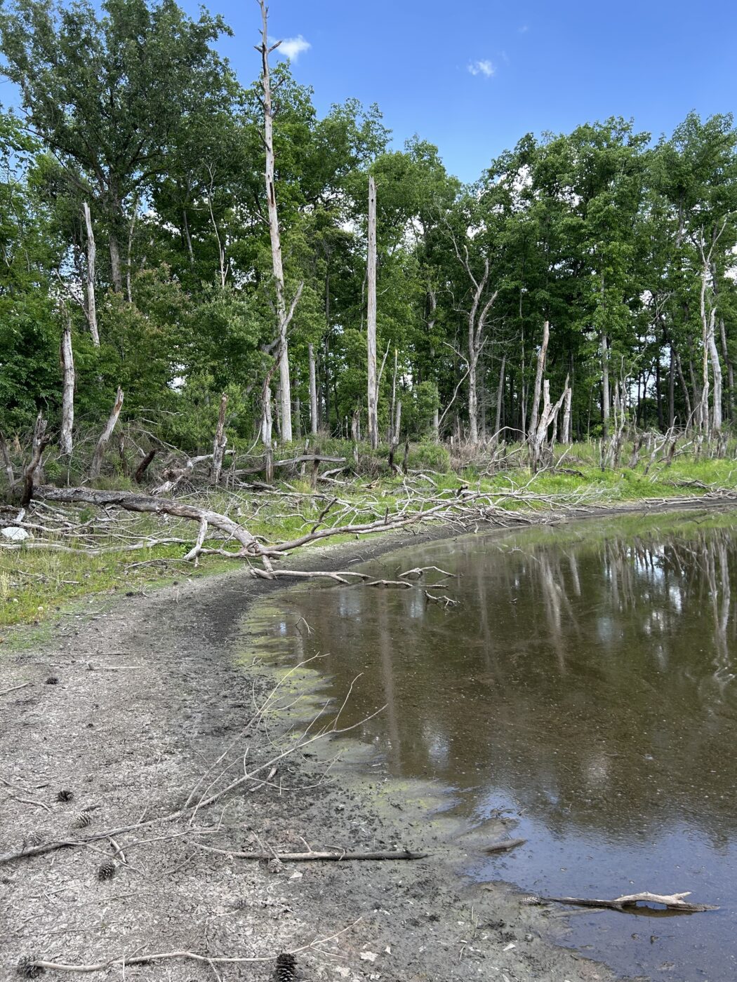 A low pond during a drought.