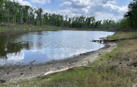 A low pond during a drought.