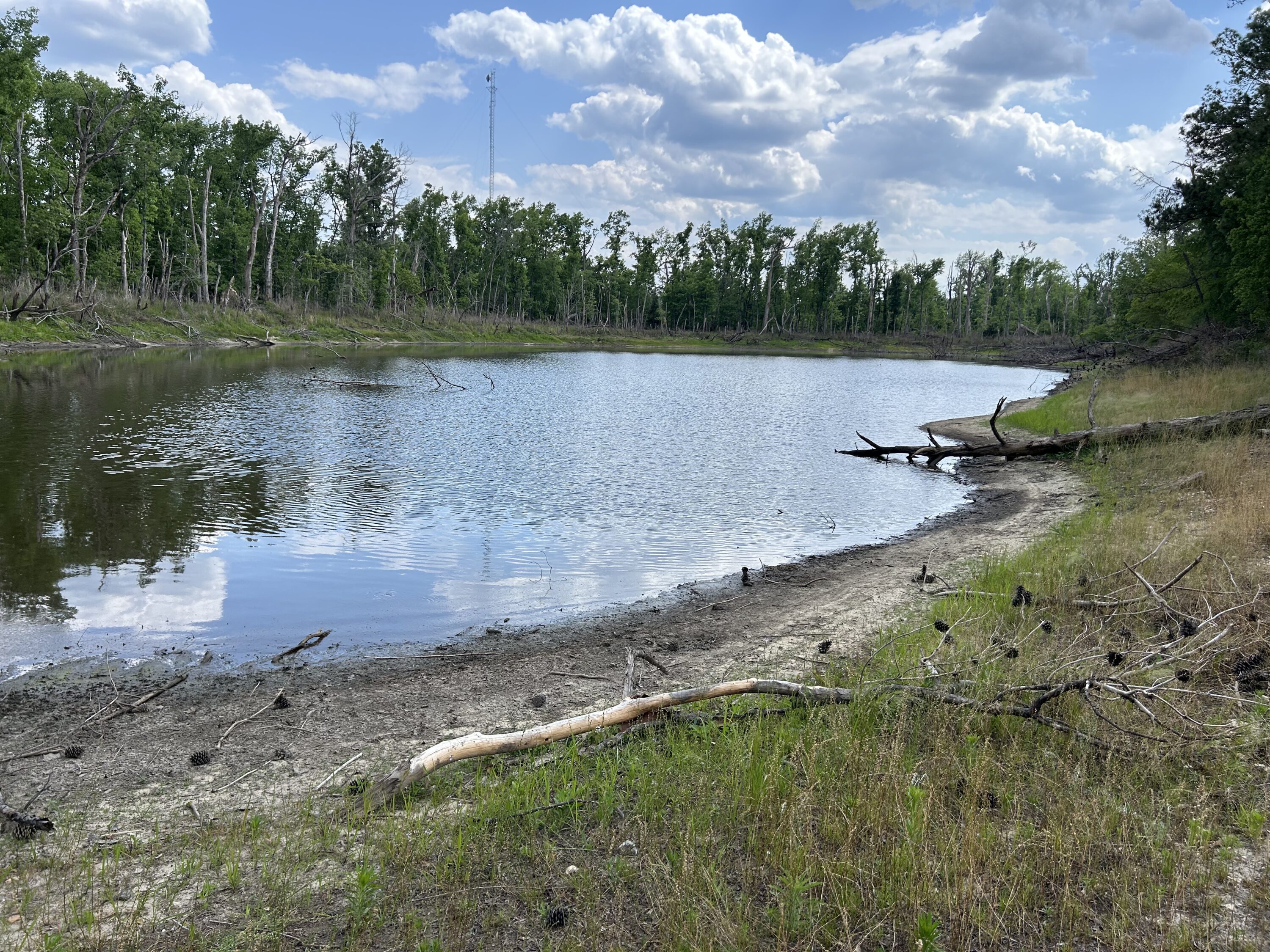 A low pond during a drought.