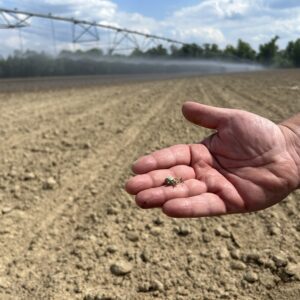 A corn seed that failed to emerge.