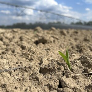 A corn plant emerging from dry ground.