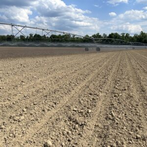 An irrigated corn field shows the color variation between the dry land in the foreground and the moist land the irrigation has already reached in the background.