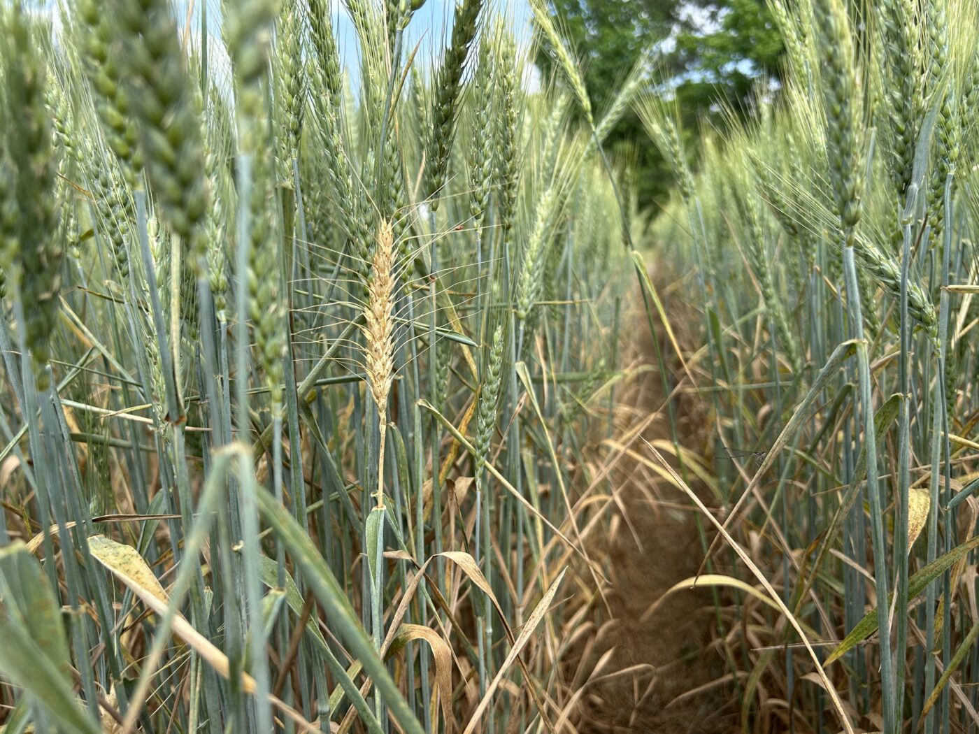Drought-stressed wheat.