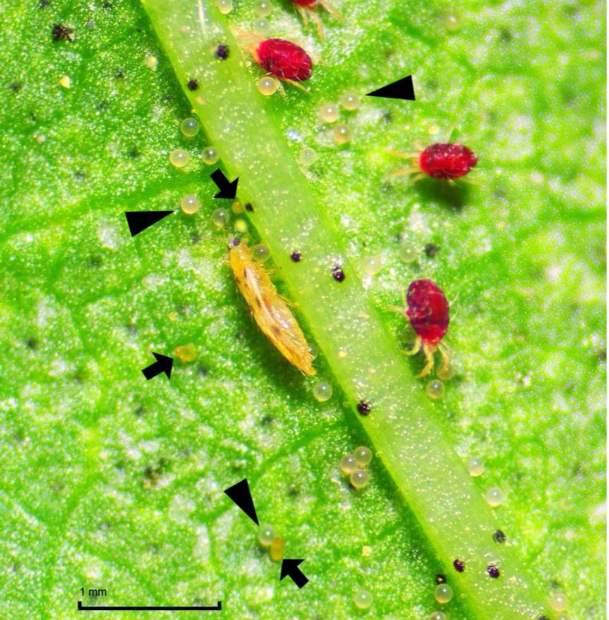Figure 2. Mixed infestation case under a dry greenhouse condition: thrips, spider mites, and whiteflies on a cotton leaf. Arrowheads indicate spider mite eggs; arrows indicate whitefly eggs.
