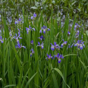 Figure 35. Southern blue flag iris, Iris virginica (Photo credit: © Kevin Shrock, some rights reserved (CC-BY-NC))