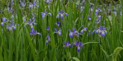 Cluster of purple iris flowers growing among tall green leaves in a wetland or pond area, with water visible in the background.
