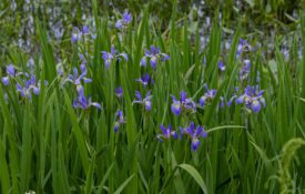 Cluster of purple iris flowers growing among tall green leaves in a wetland or pond area, with water visible in the background.