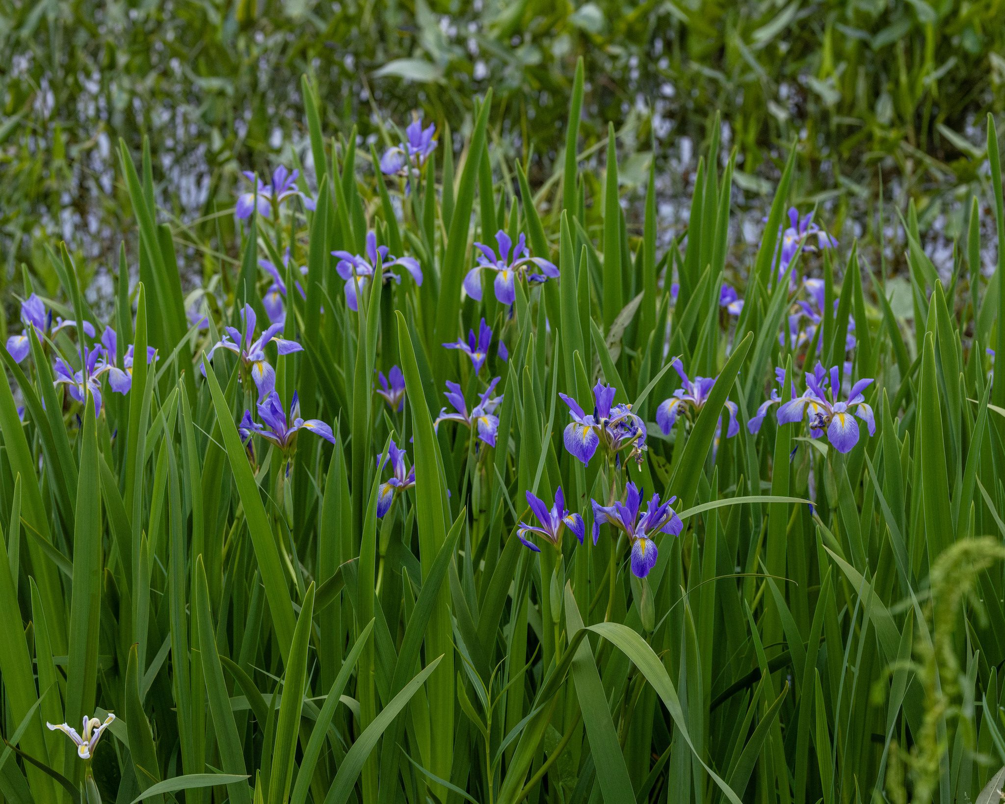 Cluster of purple iris flowers growing among tall green leaves in a wetland or pond area, with water visible in the background.