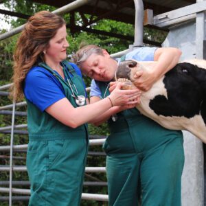 Kaleigh Backstrom and Dr. Jenna Stockler checking the teeth of a dairy cow.