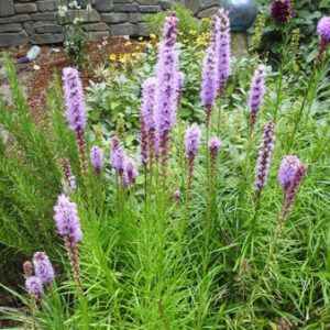 Figure 36. Dense blazing star, Liatris spicata (Photo credit: Kathleen Moore CC BY 4.0)
