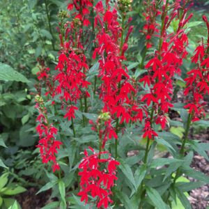 Figure 37. Cardinal flower, Lobelia cardinalis (Photo credit: © nbski, some rights reserved (CC-BY-NC))