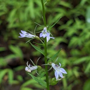 Figure 106. Indian tobacco, Lobelia inflata (Photo credit: © gilbertj, some rights reserved (CC-BY-NC))